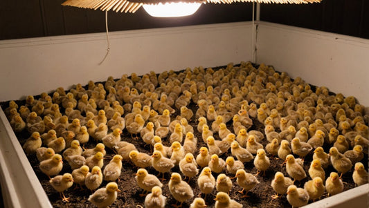 Nurturing Your Future Layers: From Hatch to Coop - A Guide to Chick Feed and Care