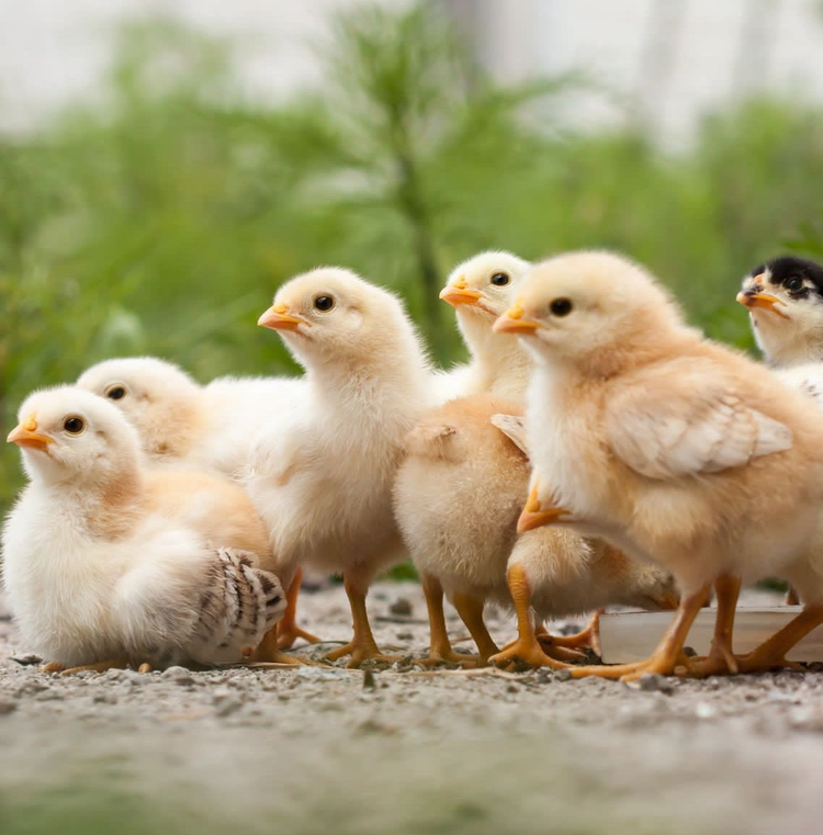 Poultry Egg Incubator